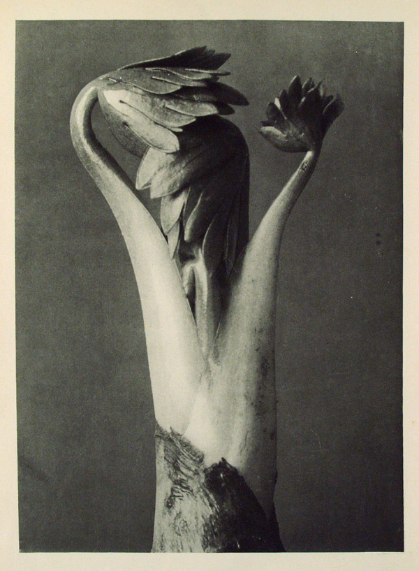 Lot #764: KARL BLOSSFELDT - Aconitum (Common Monkshood) - Original vintage photogravure