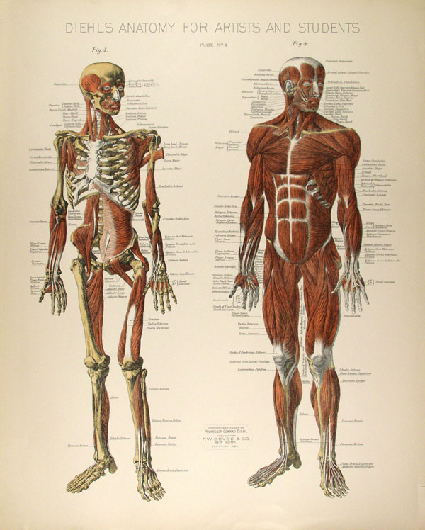Lot #2006: CONRAD DIEHL - Diehl's Anatomy for Artists and Students - Plate 2 - Original vintage chromolithograph