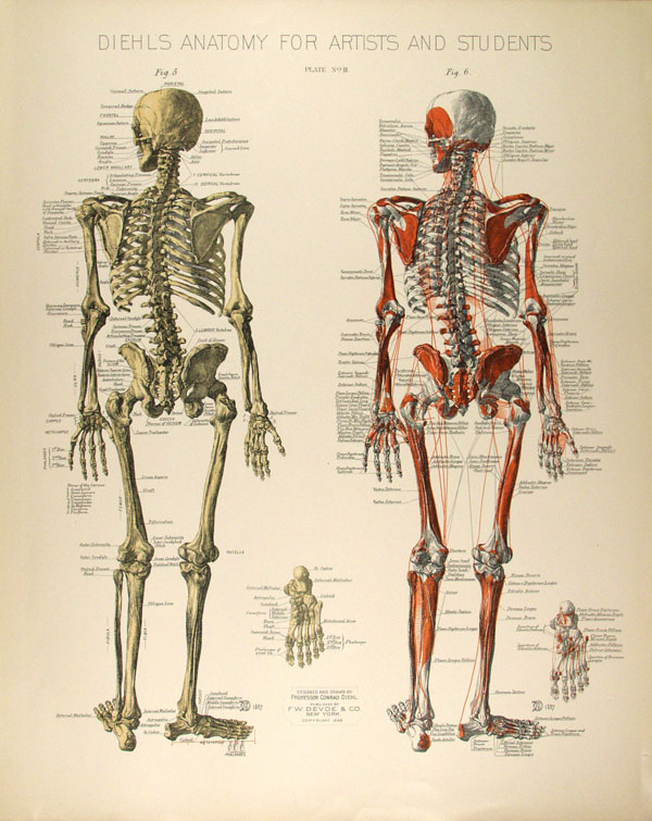 Lot #1659: CONRAD DIEHL - Diehl's Anatomy for Artists and Students - Plate 3 - Original vintage chromolithograph