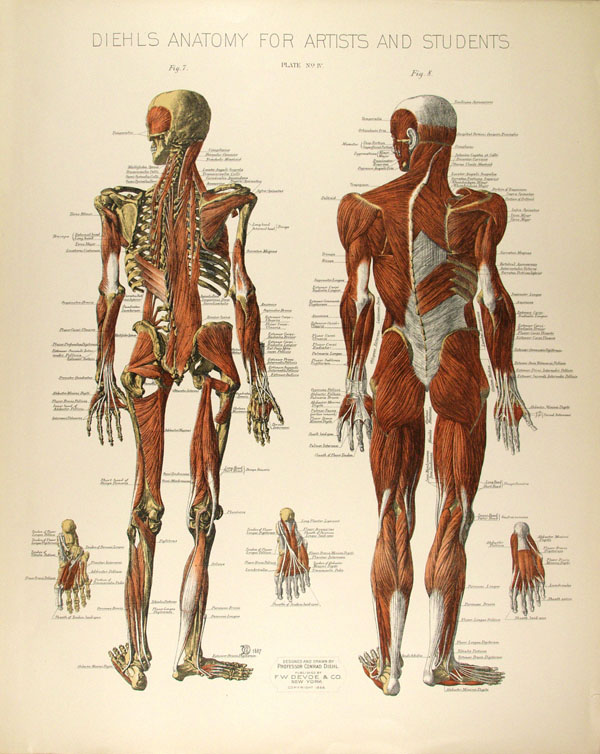 Lot #2008: CONRAD DIEHL - Diehl's Anatomy for Artists and Students - Plate 4 - Original vintage chromolithograph
