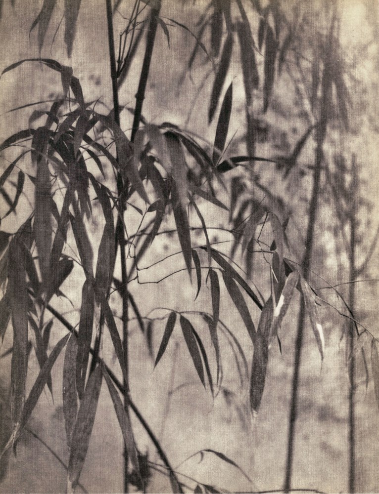 Lot #214: CHIN-SAN LONG [lang jingshan/lang ching-shan] - Feuilles de bambou - Original vintage photogravure