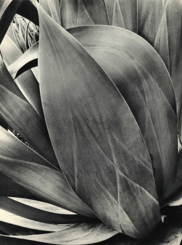 Lot #617: BRETT WESTON - Succulent (Agave) - Original vintage photogravure