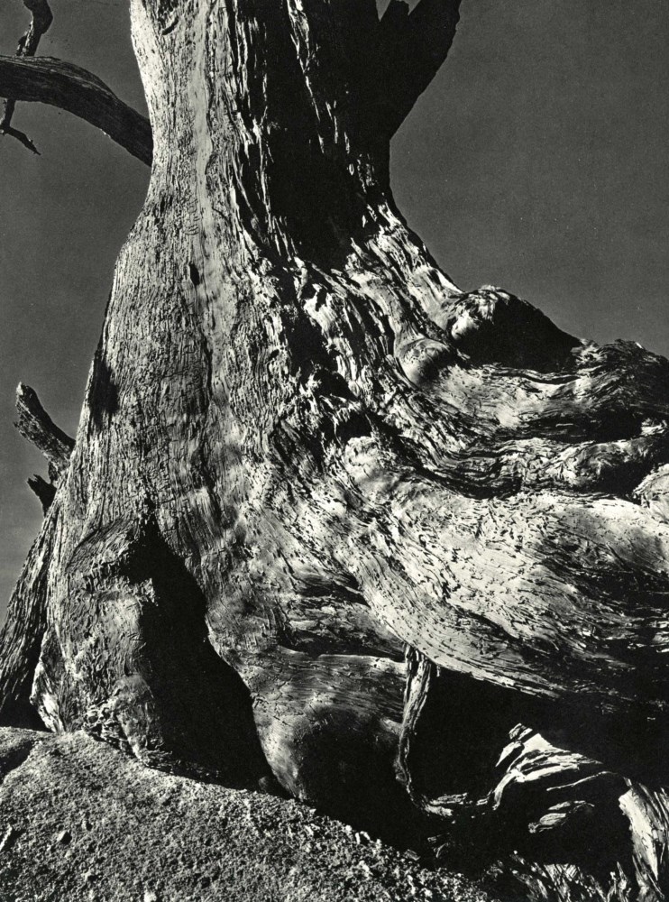 Lot #3163: EDWARD WESTON - Tree Trunk - Original vintage photogravure