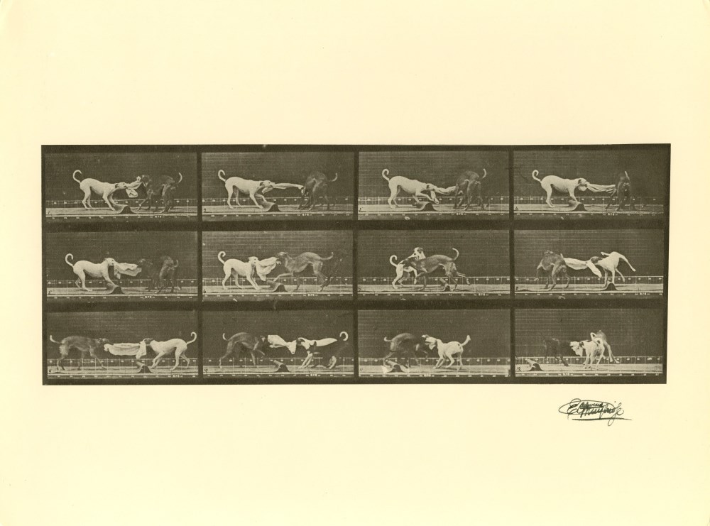 Lot #2015: EADWEARD MUYBRIDGE [d'aprs] - Dogs Fighting - Original photogravure