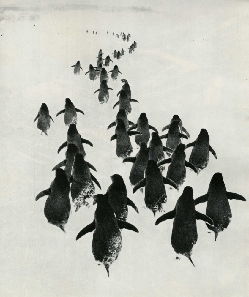 Lot #2700: GENNADY KOPOSOV - Penguins - Original vintage photogravure