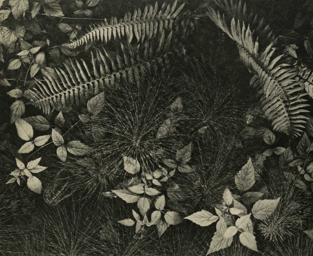 Lot #1830: ANSEL ADAMS - Leaves & Ferns, Mills College, Oakland, California - Original vintage photogravure