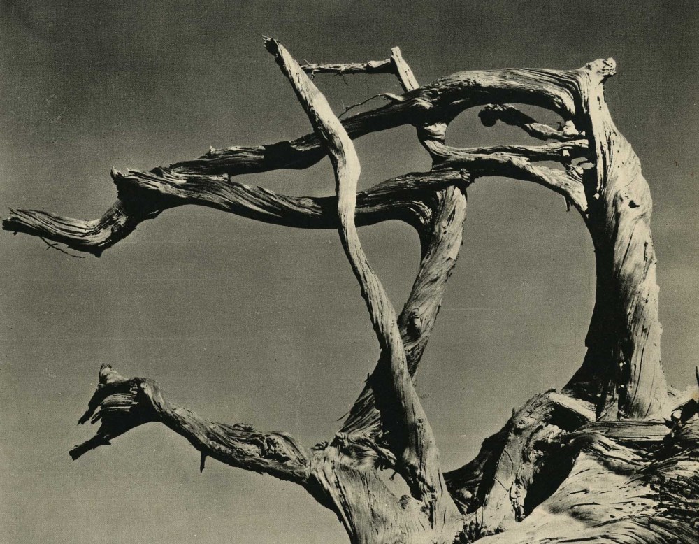 Lot #1965: EDWARD WESTON - Cypress, Point Lobos, California - Original vintage photogravure