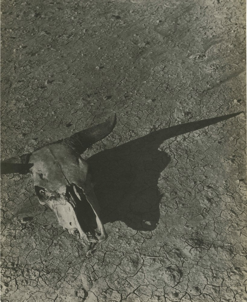 Lot #2940: ARTHUR ROTHSTEIN - Skull of Steer, Badlands, South Dakota - Original vintage photoengraving