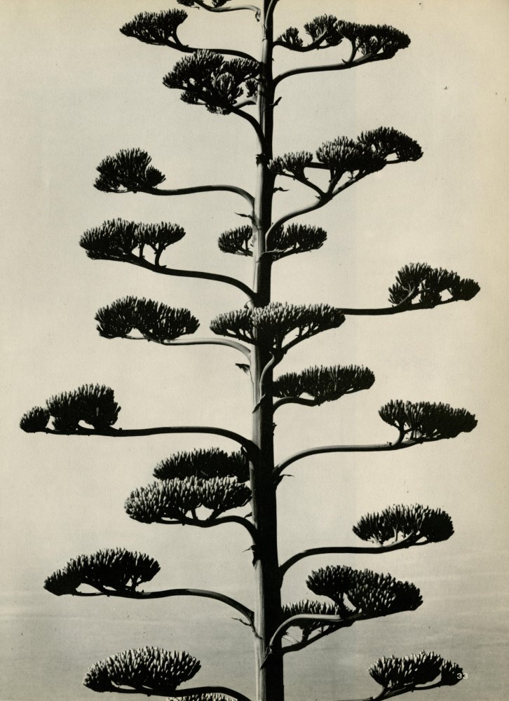 Lot #90: BRETT WESTON - Century Plant - Original vintage photogravure