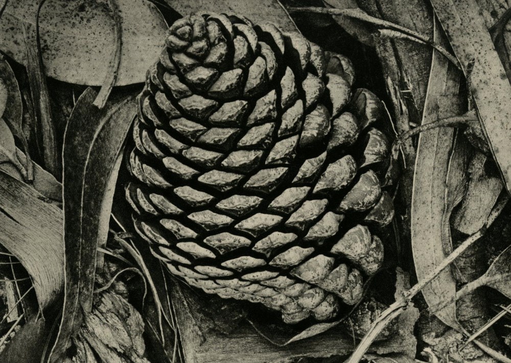 Lot #2719: ANSEL ADAMS - Pine Cone and Eucalyptus Leaves, San Francisco, California - Original vintage photogravure