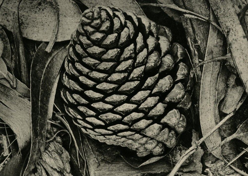 Lot #1986: ANSEL ADAMS - Pine Cone and Eucalyptus Leaves, San Francisco, California - Original vintage photogravure