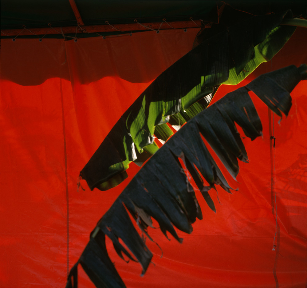 Lot #2679: PABLO AGUINACO LLANO - Palma Roja - Color analogue photograph