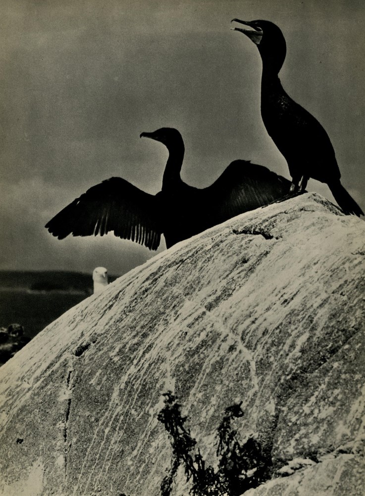 Lot #2021: ELIOT PORTER - Double Crested Cormorants, Colt's Head Island, Maine - Original vintage photogravure