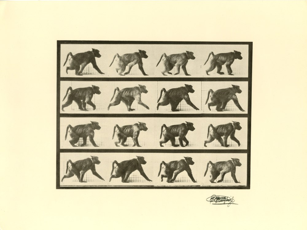 Lot #1749: EADWEARD MUYBRIDGE [d'aprs] - Baboon Walking - Original photogravure