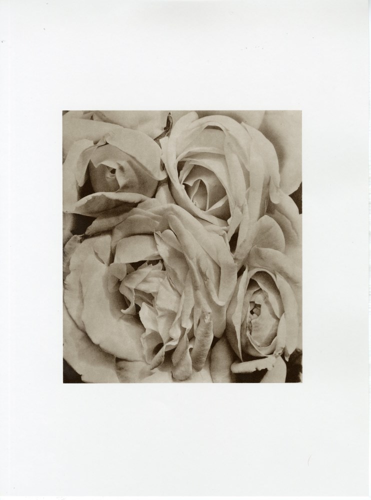 Lot #2859: TINA MODOTTI - Roses, Mexico - Original photogravure