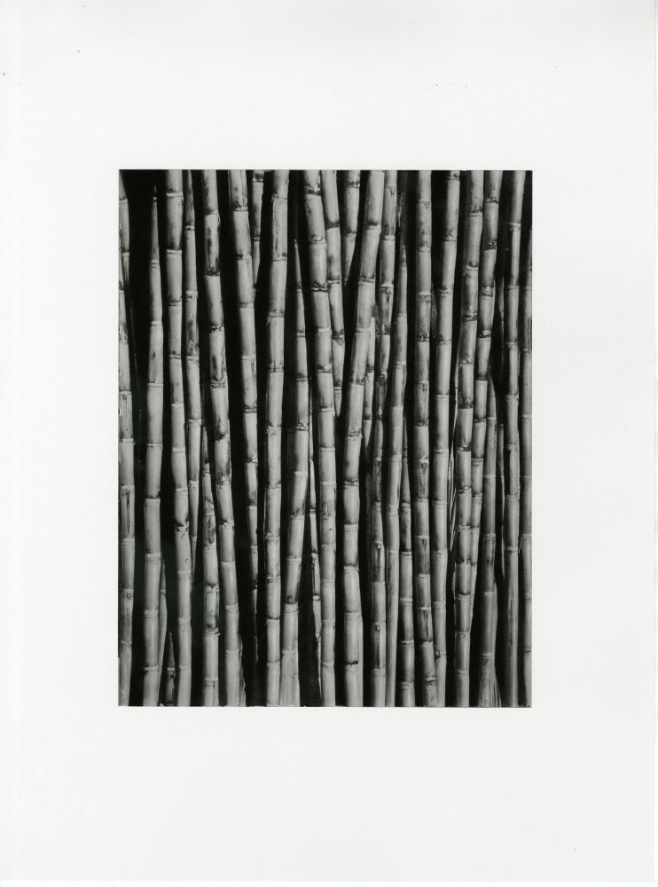 Lot #1753: TINA MODOTTI - Bamboo Shoots - Original photogravure