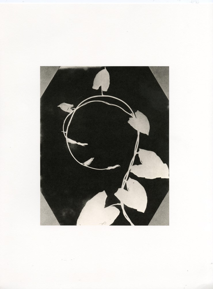Lot #1943: WILLIAM HENRY FOX TALBOT - Convolvulus Leaf - Original photogravure