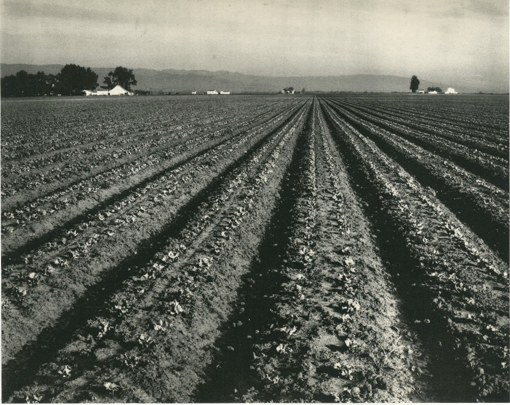 Lot #346: EDWARD WESTON - Lettuce Ranch, Salinas, California - Original vintage photogravure