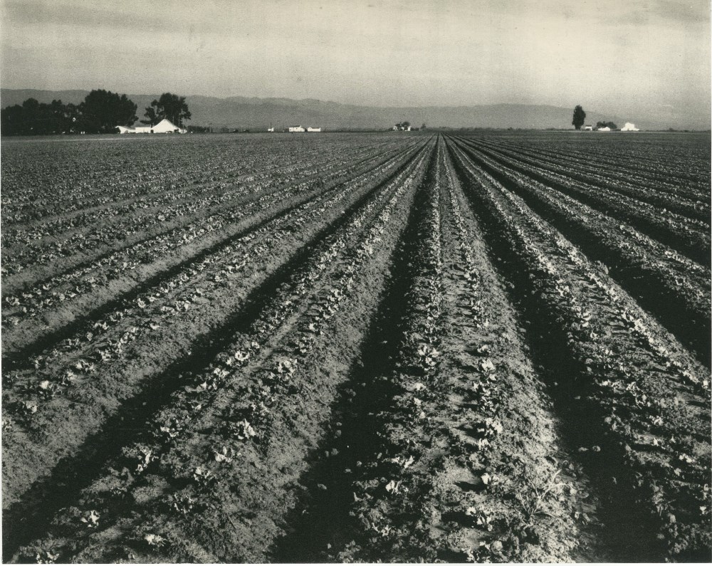 Lot #2427: EDWARD WESTON - Lettuce Ranch, Salinas, California - Original vintage photogravure