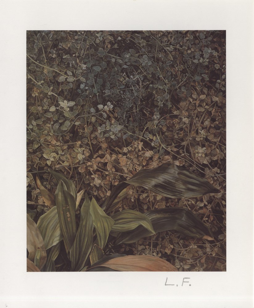 Lot #673: LUCIAN FREUD - Two Plants - Color offset lithograph