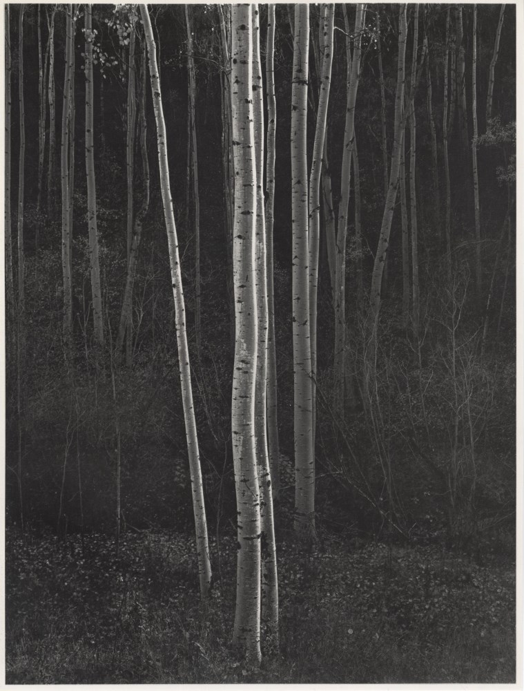Lot #27: ANSEL ADAMS - Aspens #1, Northern New Mexico - Original vintage photogravure