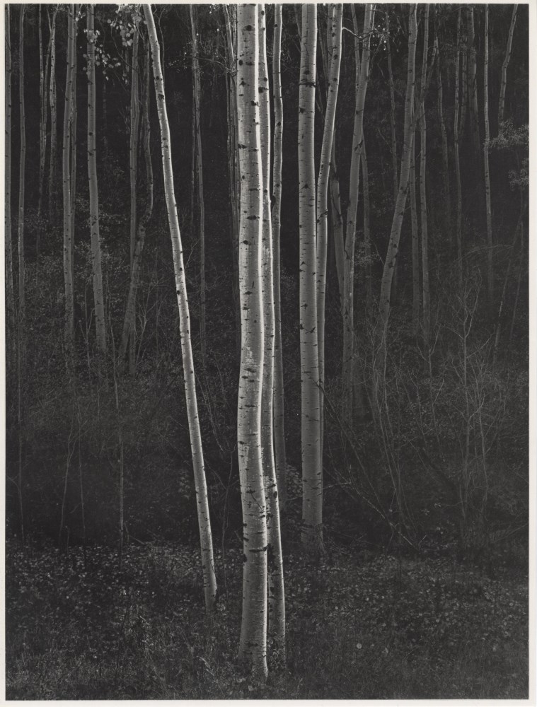 Lot #795: ANSEL ADAMS - Aspens #1, Northern New Mexico - Original vintage photogravure