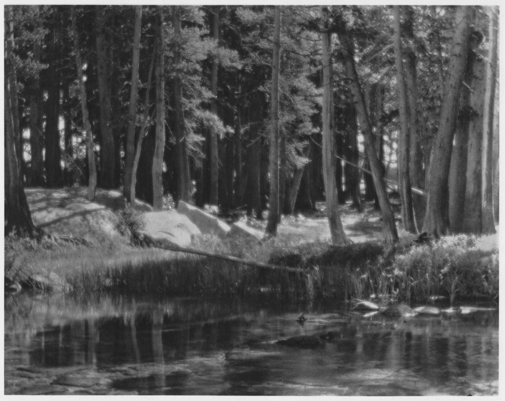 Lot #1743: ANSEL ADAMS - Grove, Lyell Fork, Merced River, California - Original photogravure