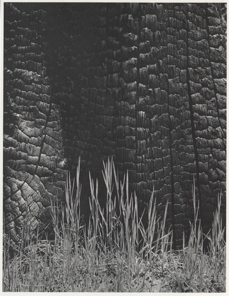 Lot #848: ANSEL ADAMS - Burnt Stump and New Grass, Sierra Nevada, California - Original photogravure