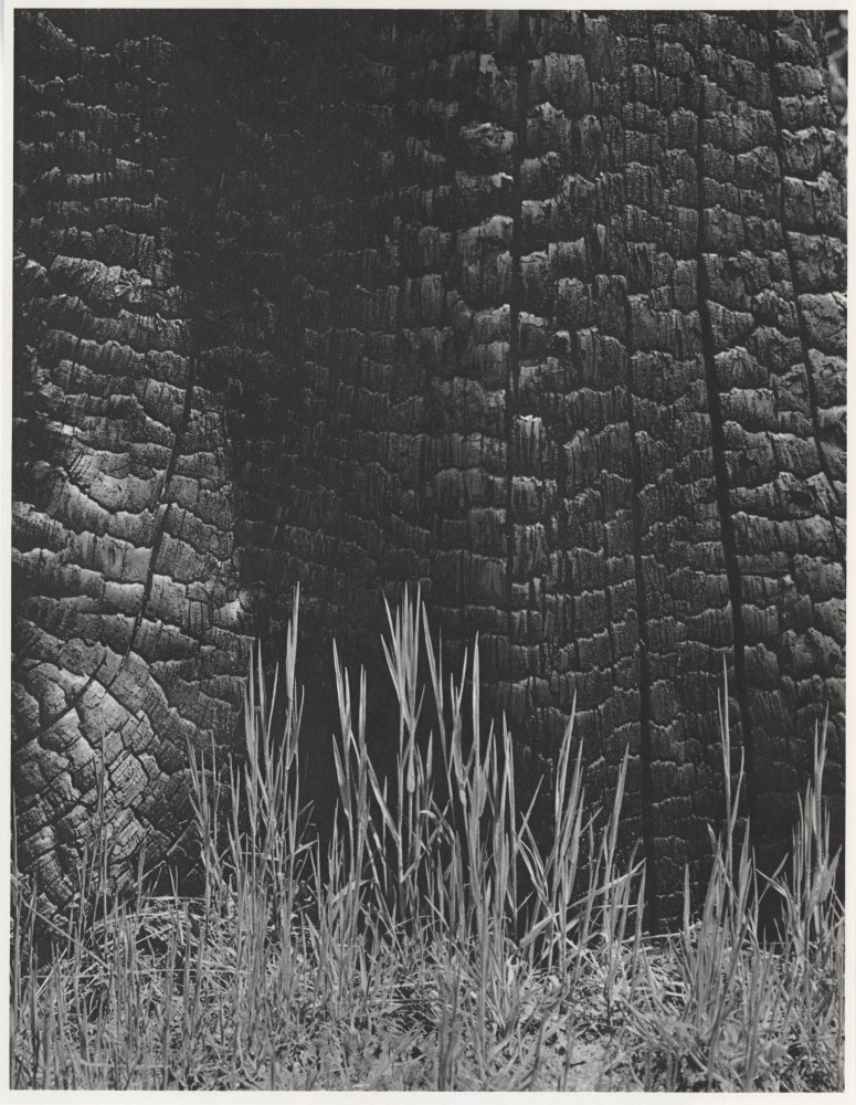 Lot #1825: ANSEL ADAMS - Burnt Stump and New Grass, Sierra Nevada, California - Original photogravure