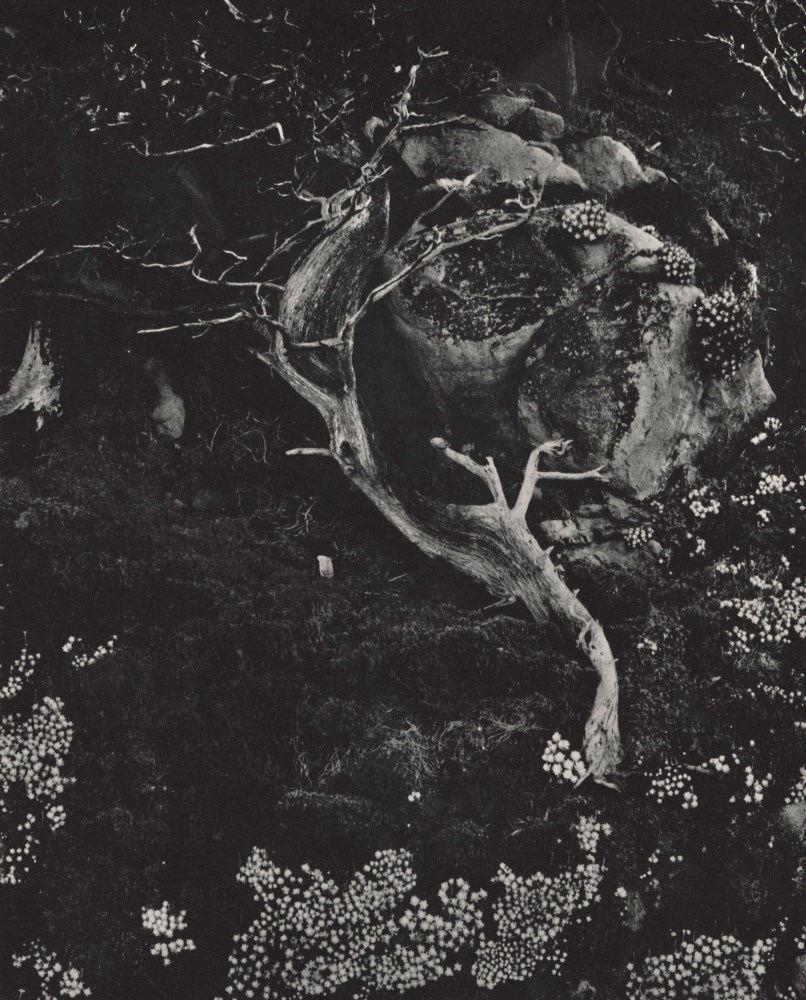 Lot #915: EDWARD WESTON - Cypress, Rock, Stone Crop, Point Lobos - Original photogravure