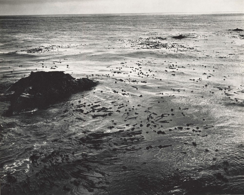 Lot #1342: EDWARD WESTON - Sea and Kelp - Original photogravure