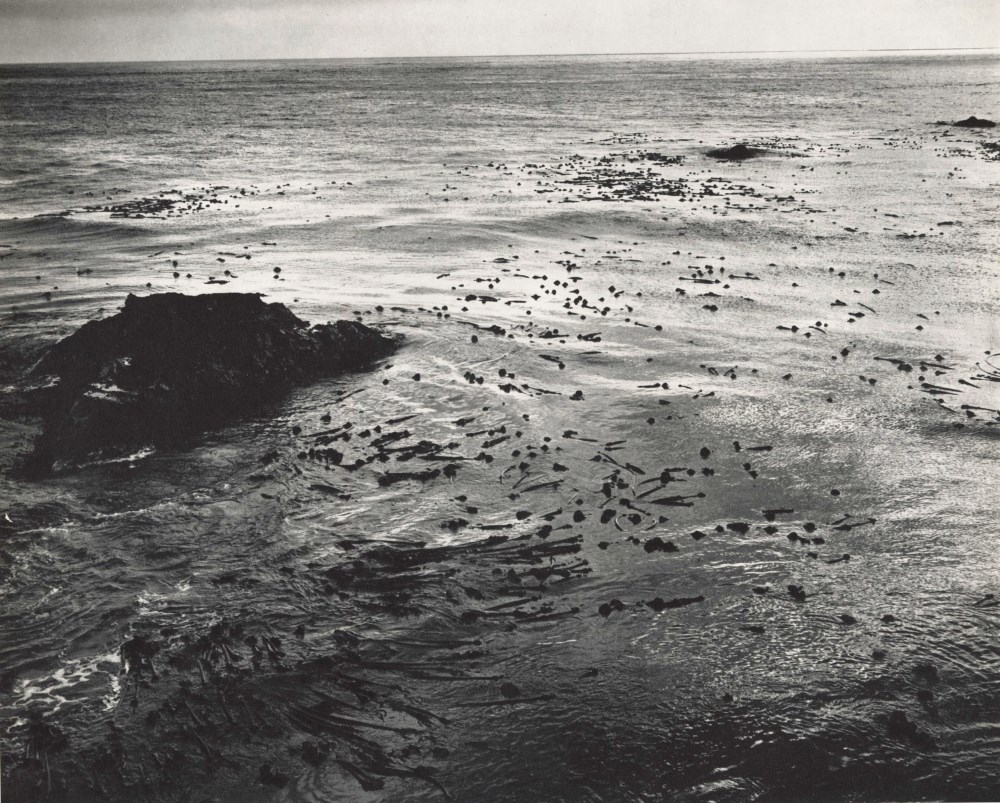 Lot #547: EDWARD WESTON - Sea and Kelp - Original photogravure