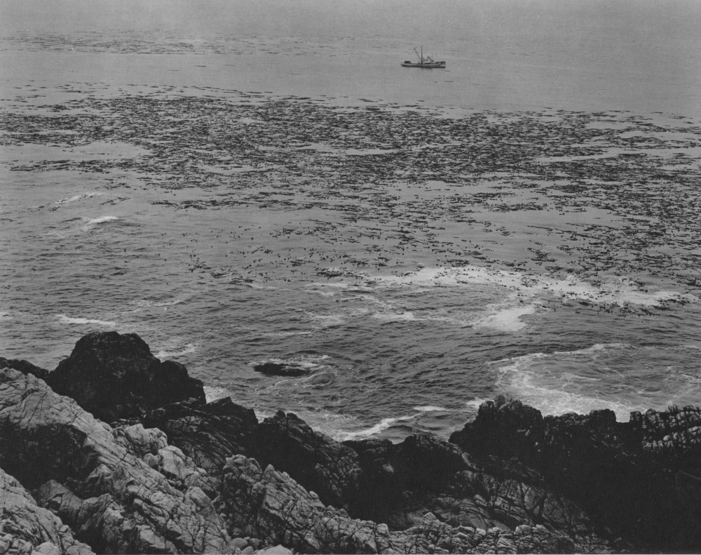 Lot #1317: EDWARD WESTON - Rocks, Surf, & Kelp, Point Lobos - Original photogravure