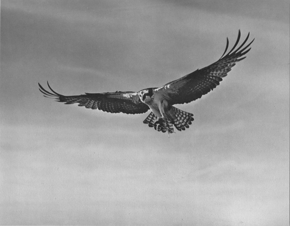 Lot #2896: ELIOT PORTER - Sea Hawk, Big Sur - Original vintage photogravure
