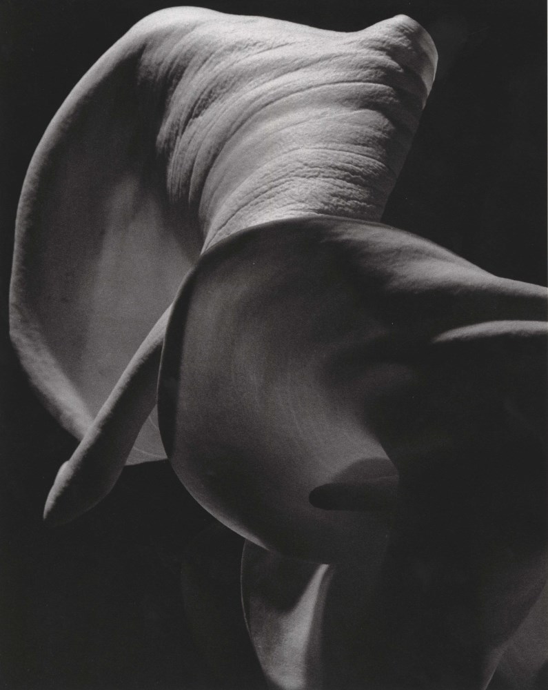 Lot #84: HORST P. HORST - Calla Aethiopica - Original photogravure