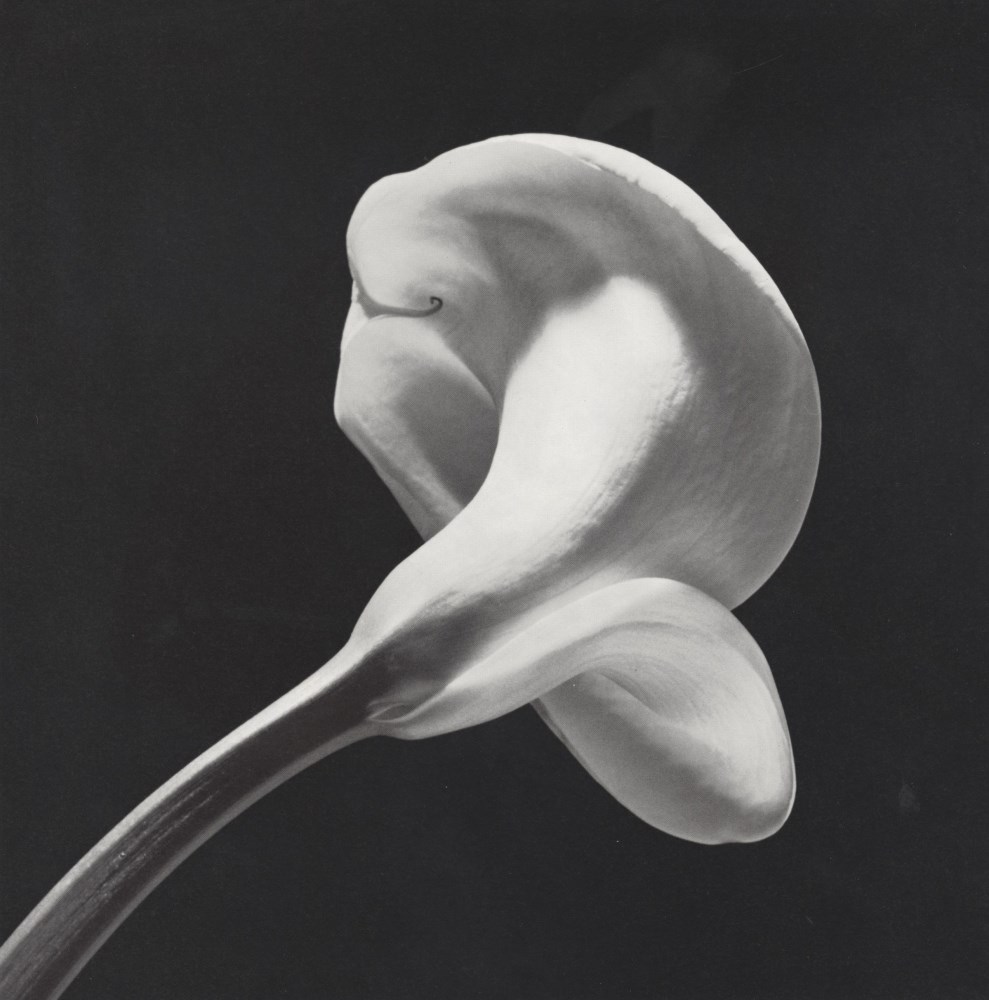 Lot #84: ROBERT MAPPLETHORPE - Calla Lily, 1984 (#1) - Original vintage photogravure