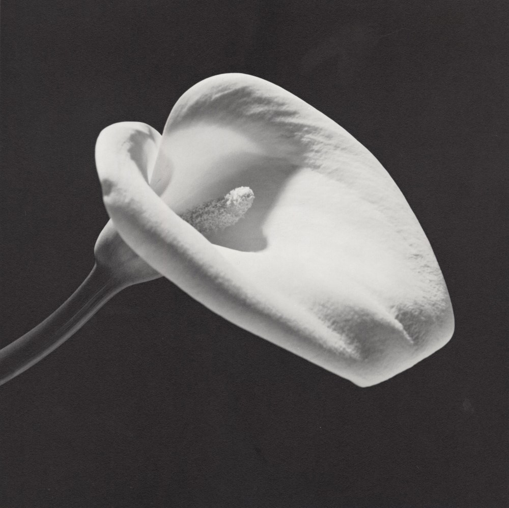 Lot #86: ROBERT MAPPLETHORPE - Calla Lily, 1984 (#2) - Original vintage photogravure