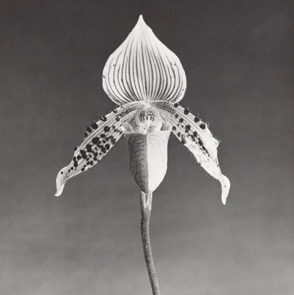 Lot #485: ROBERT MAPPLETHORPE - Orchid - Original vintage photogravure