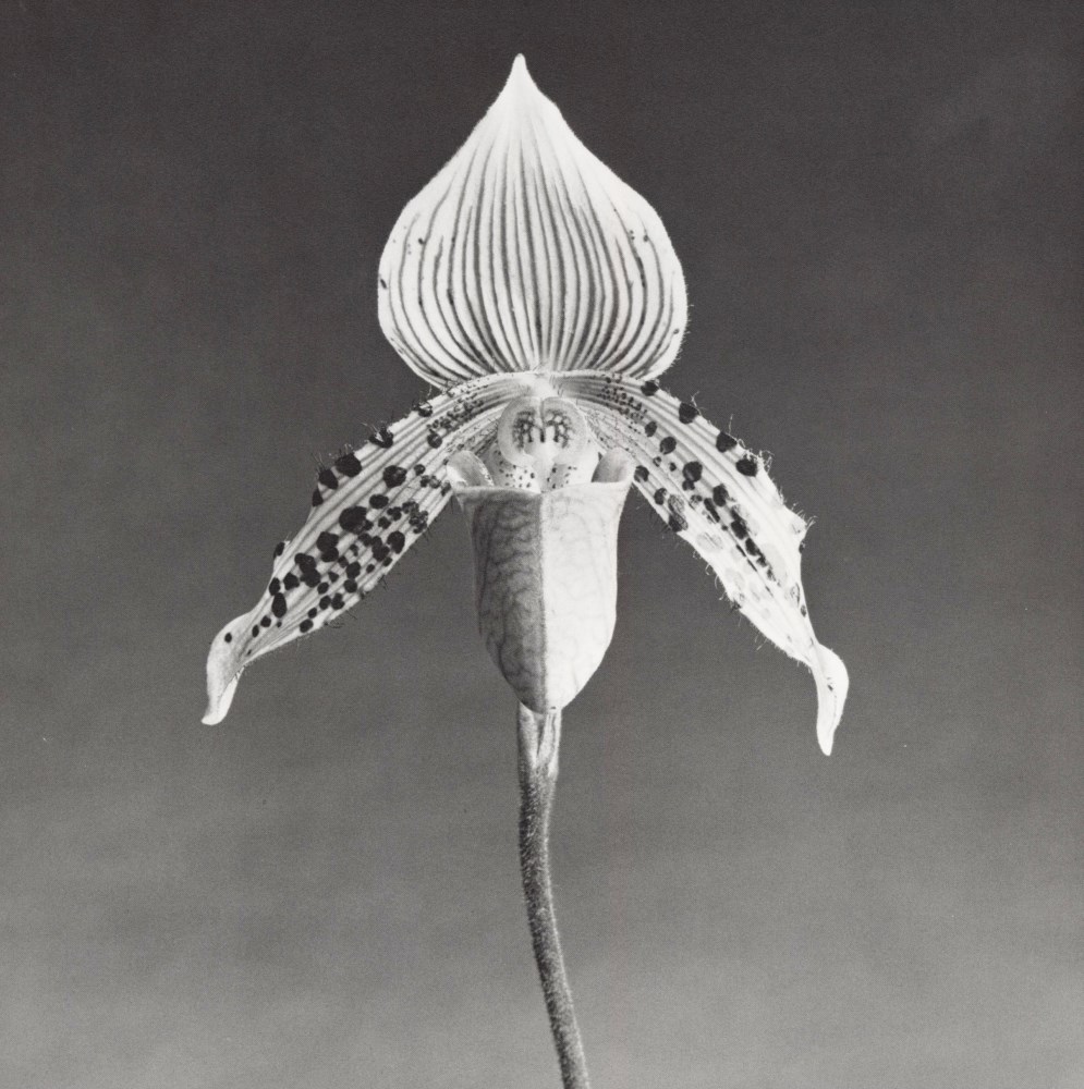 Lot #1236: ROBERT MAPPLETHORPE - Orchid - Original vintage photogravure