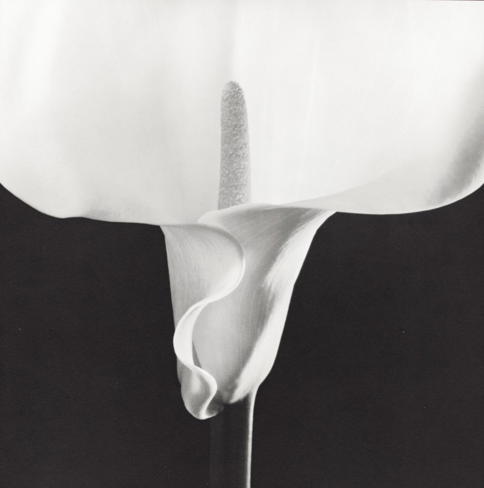 Lot #854: ROBERT MAPPLETHORPE - Calla Lily - Original vintage photogravure