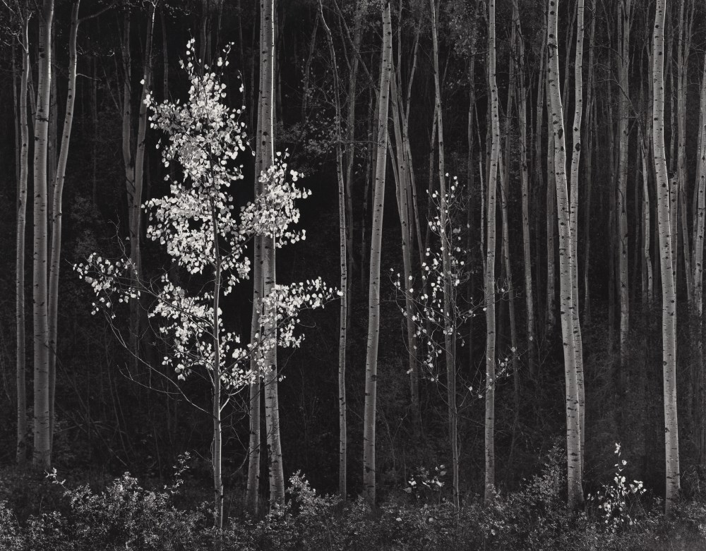 Lot #792: ANSEL ADAMS - Aspens #2, Northern New Mexico - Original photogravure