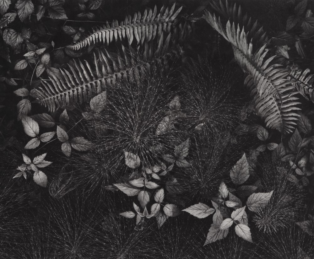 Lot #1100: ANSEL ADAMS - Leaves & Ferns, Mills College, Oakland, California - Original photogravure