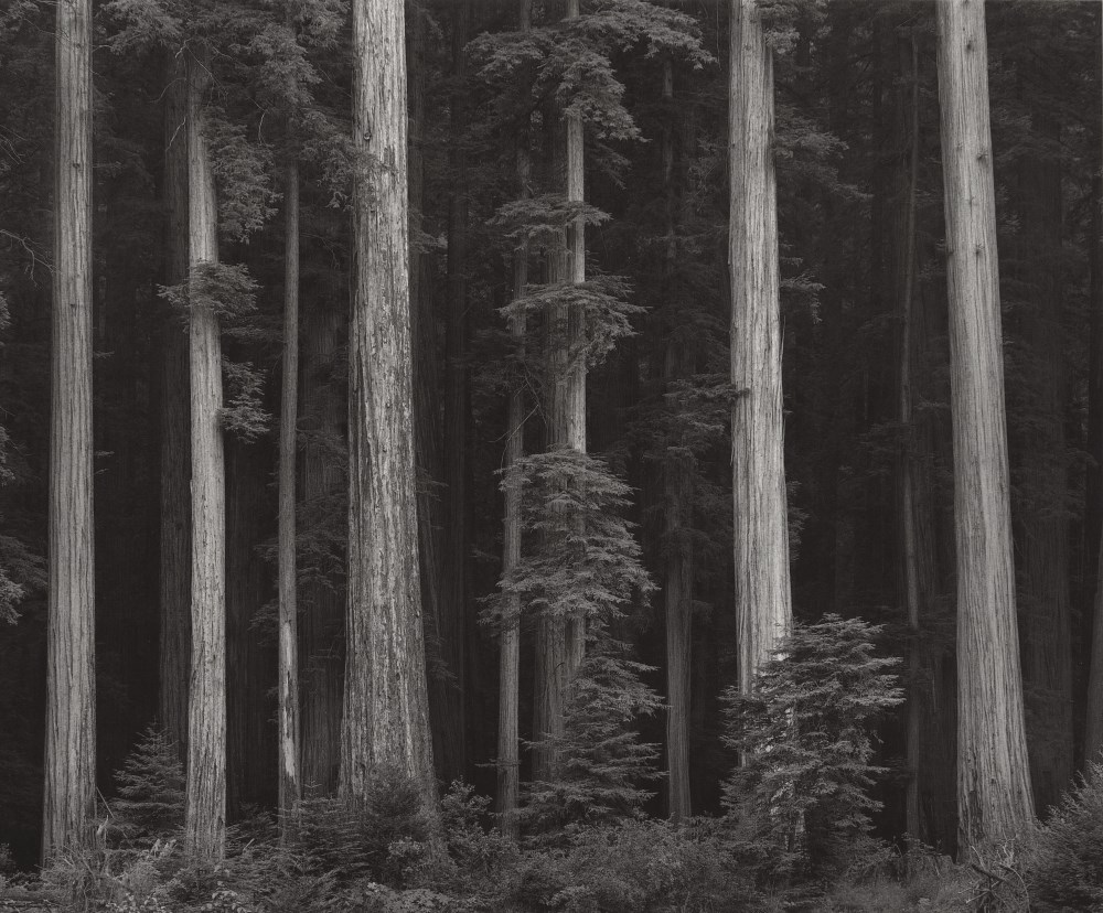 Lot #514: ANSEL ADAMS - Redwoods, Bull Creek Flat, Northern California - Original photogravure