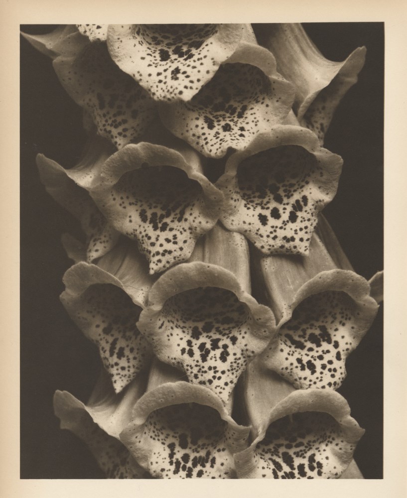 Lot #220: EDWARD STEICHEN - Foxgloves - Original warm-toned vintage photogravure