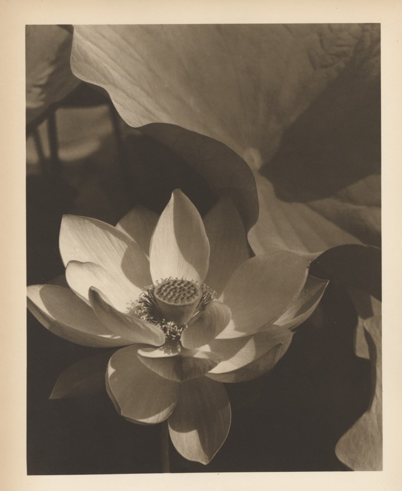 Lot #2455: EDWARD STEICHEN - Lotus - Original warm-toned photogravure