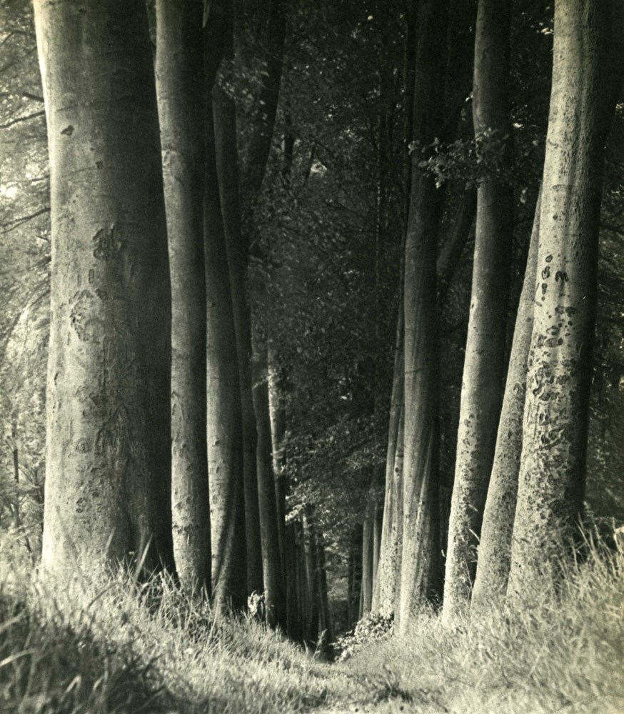 Lot #316: MAN RAY - La forêt - Original vintage photogravure