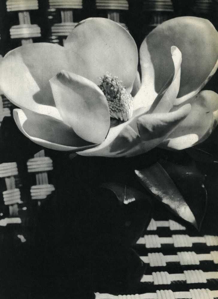 Lot #363: MAN RAY - Magnolia Blossom - Original vintage photogravure