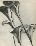 Lot #83: MAN RAY - Calla Lilies - Original vintage photogravure