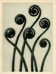 Lot #1484: KARL BLOSSFELDT - Adiantum Pedatum (American Maidenhair Fern) - Original vintage photogravure
