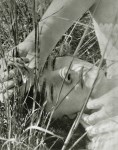 Lot #2146: EDWARD STEICHEN - The Blue Sky -  Dana Steichen, Long Island - Original vintage photogravure